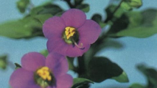 Persian Violet
