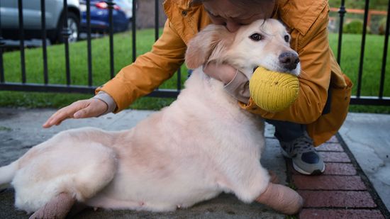 领养宠物可能很难;我们有8个技巧让你更容易＂class=