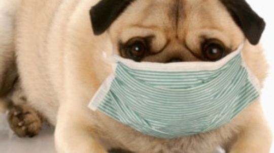 Myths and Misconceptions About Pet Allergies