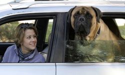 有时候，年长的狗，尤其是大狗，在上车时需要一些额外的帮助。＂border=