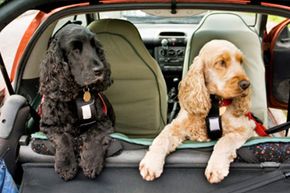 Harnesses are a great safety alternative to a dog running wild in your car. See more dog pictures.