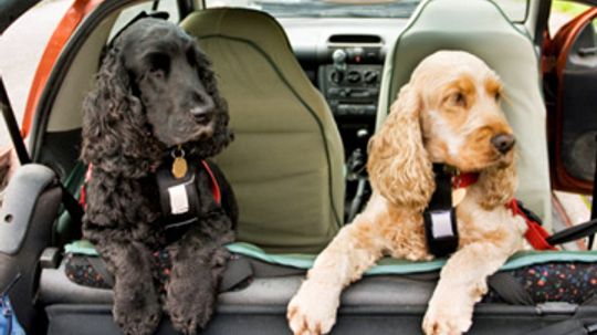 Pet Car Seats 101