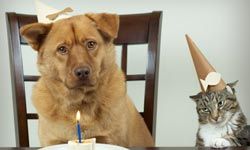 cat, dog, birthday cake