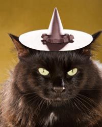 This kitty is all ready for Halloween with a black witch's hat and fur to match.