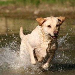 dog swimming