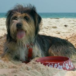 Your pet may enjoy a day at the beach -- with a little shade and water. See more dog pictures.