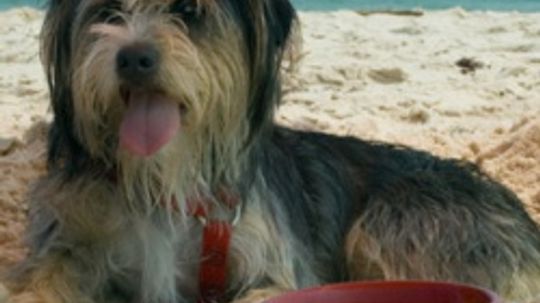 Top 10 Pet-friendly Vacation Spots