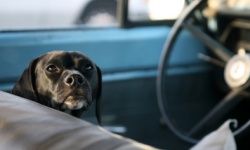 dog behind wheel