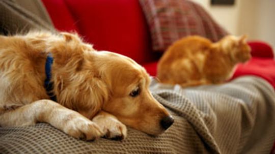 Can owning a pet reduce the value of your home?