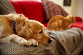 Golden retriever and tabby cat on sofa