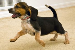 Beagle running inside