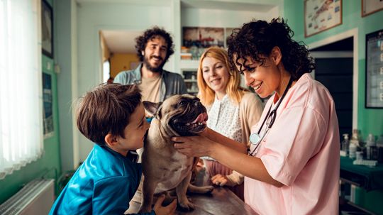 8 Things to Know Before Buying Pet Insurance