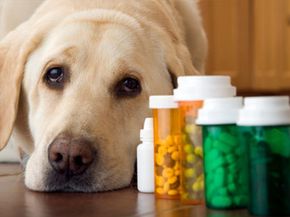 Labrador dog lying next to bottle of pills and medication, close-up