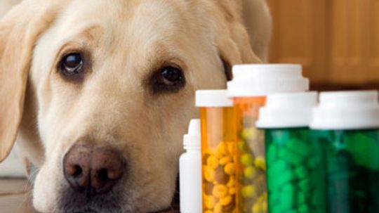 Pet Meds for Traveling Guide