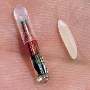 At only the size of a grain of rice, a microchip implant might save your pet's life. See pictures of pets.