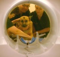 A dog undergoes an MRI scan to check for cancer.