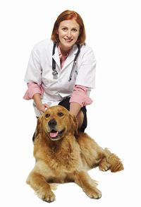 A vet will usually implant a microchip between the shoulder blades of a pet.