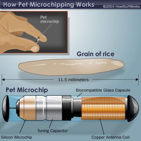 This is an illustration of the kind of microchip used in pets.