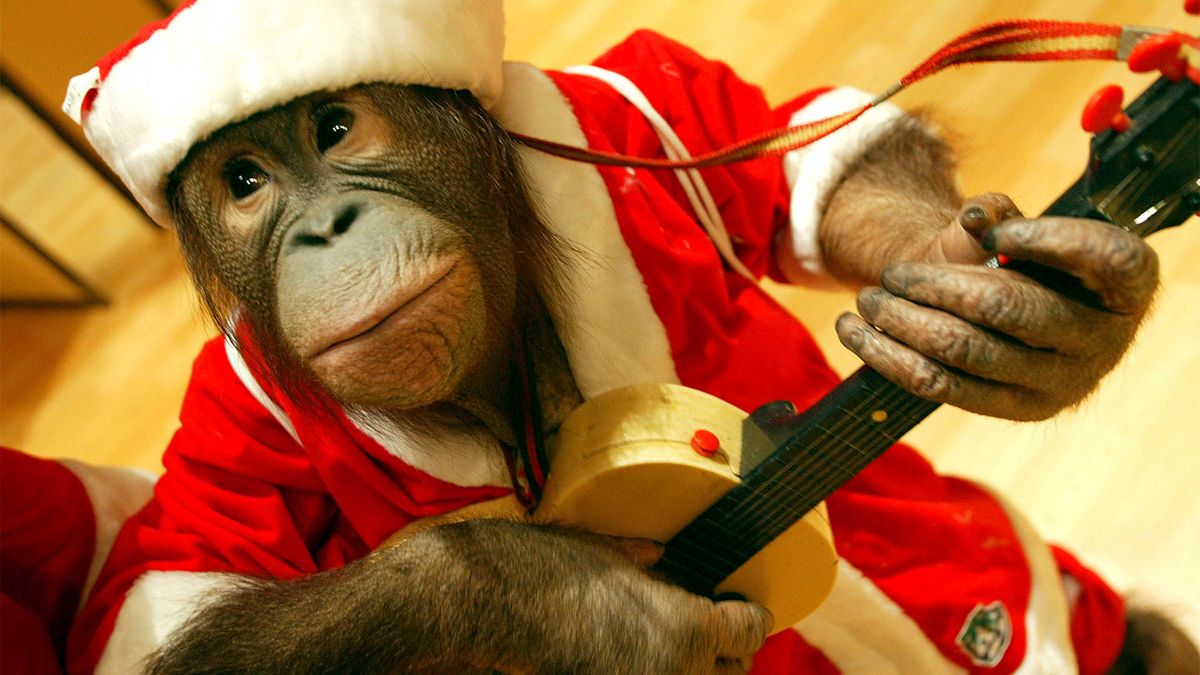 6 Reasons Monkeys Should Never Be Pets | HowStuffWorks