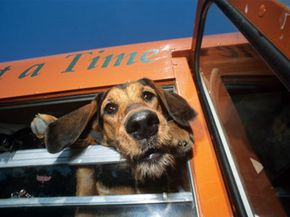 Dog sticking head out bus window, low angle view (wide-angle)