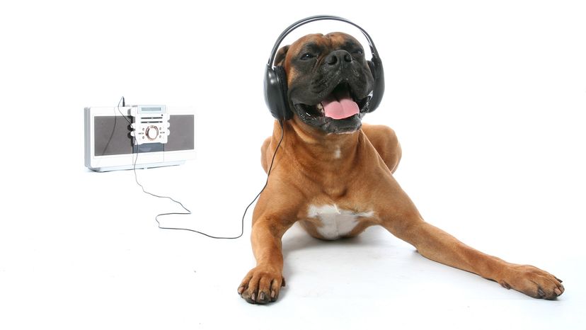 dog with headphones