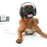 Spotify Playlists Have Gone to the Dogs ... and Cats ... and Hamsters