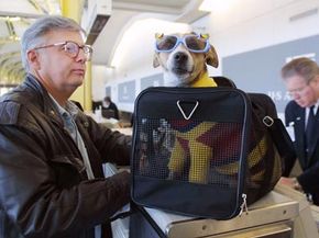 Dog as carry-on