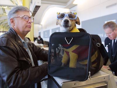 Dog as carry-on