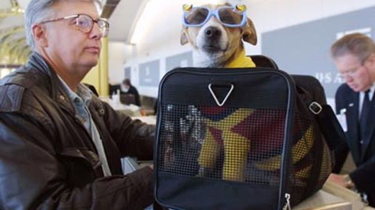 How do airlines determine how expensive a pet plane ticket is?
