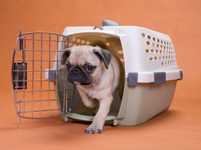 Pug puppy in crate