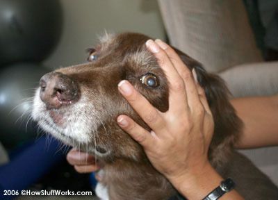 How Pet Psychics Work Howstuffworks