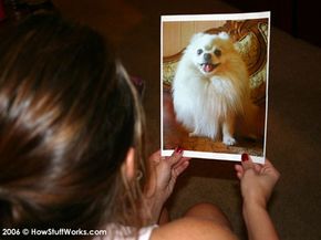 Pet psychics often work from a photo of the animal.