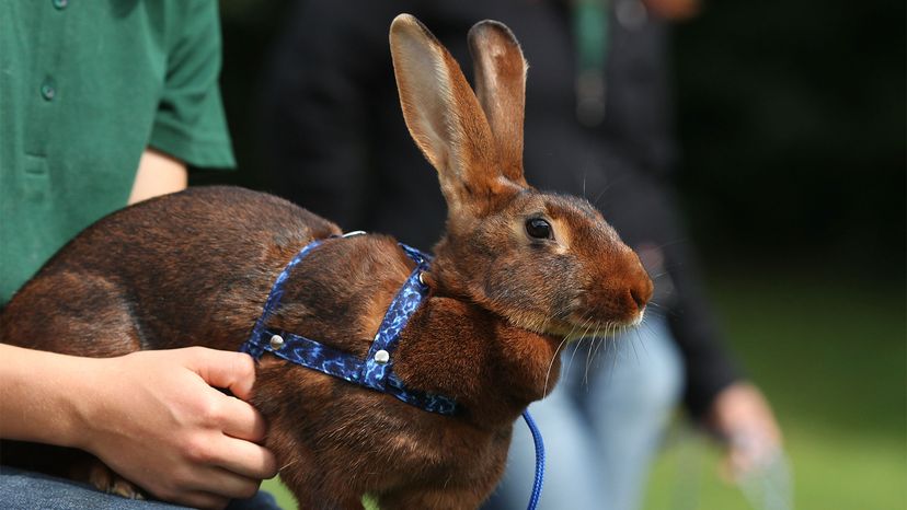 House rabbit and clearance dog