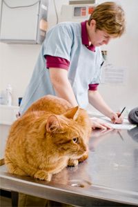 cat at veterinarian