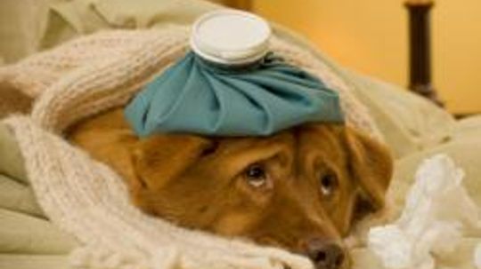 Treatment best sale for dogs