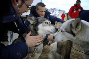 A veterinarian examines sled dogs in Avoriaz, France, before the Grande Odyssee sled dog race.