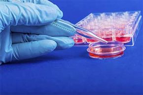 How does studying cell cultures tell us about the human body?