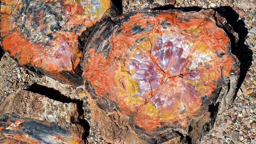 petrified, wood