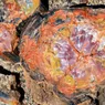 Petrified Wood: A Journey From Tree to Stone