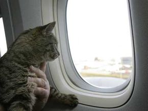 Cat store friendly airlines