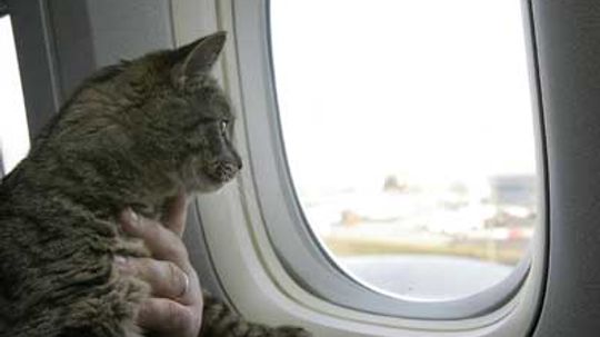 Where exactly do they store pets on a plane?
