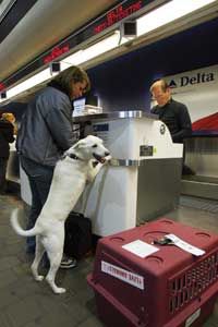 how do dogs travel on airlines