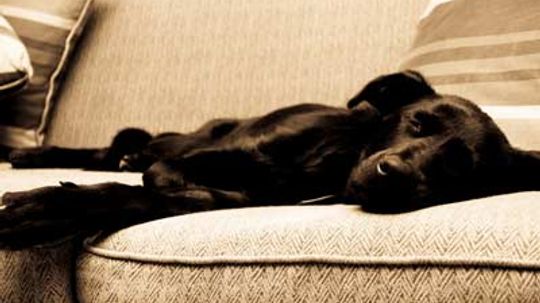 Do pets suffer jet lag?