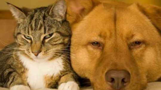 Cat and Dog Allergens