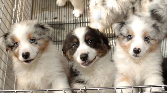 New California Law Requires Pet Stores Sell Only Rescue Animals