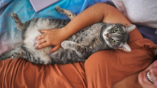 You're Probably Petting Your Cat All Wrong, Study Suggests