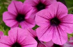 Petunias are durable flowers that will bloom from early spring to late fall in full sunlight.