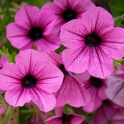 Petunias are durable flowers that will bloom from early spring to late fall in full sunlight.