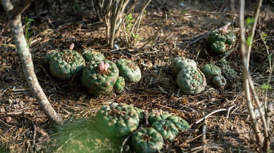 Peyote Is Endangered, Spiritually Sacred and Becoming Legal