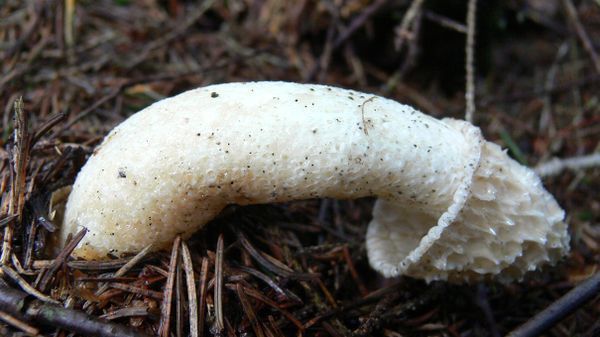 stinkhorn mushroom